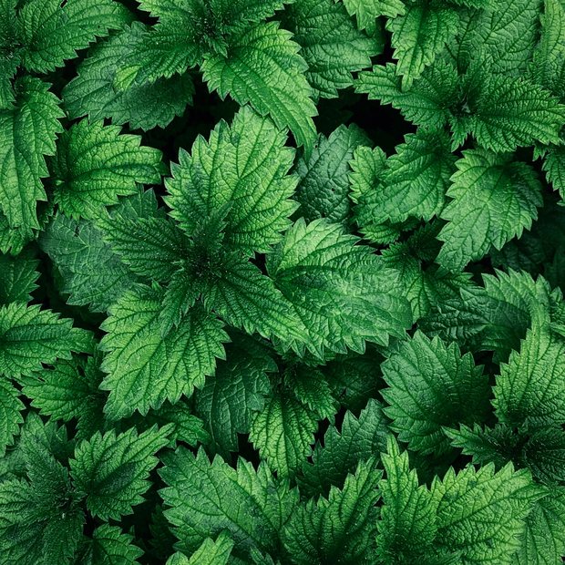 Nettle leaf
