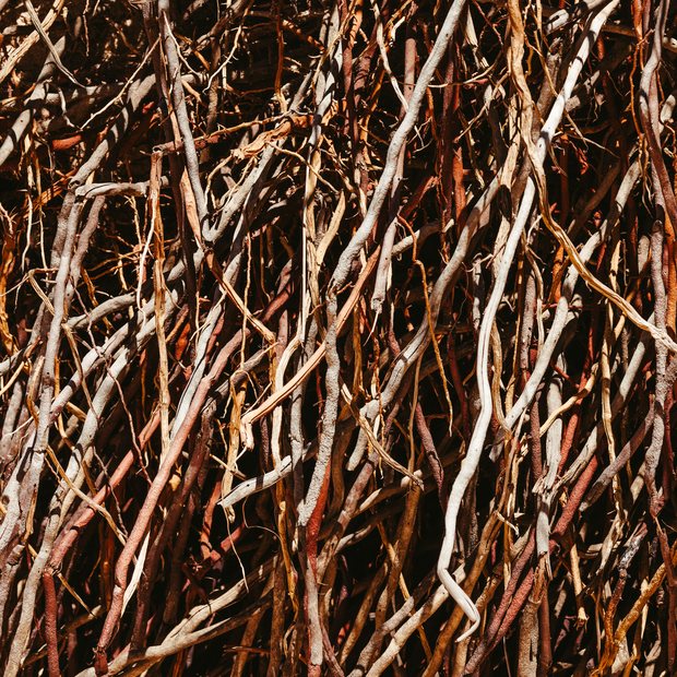 Sarsaparilla root