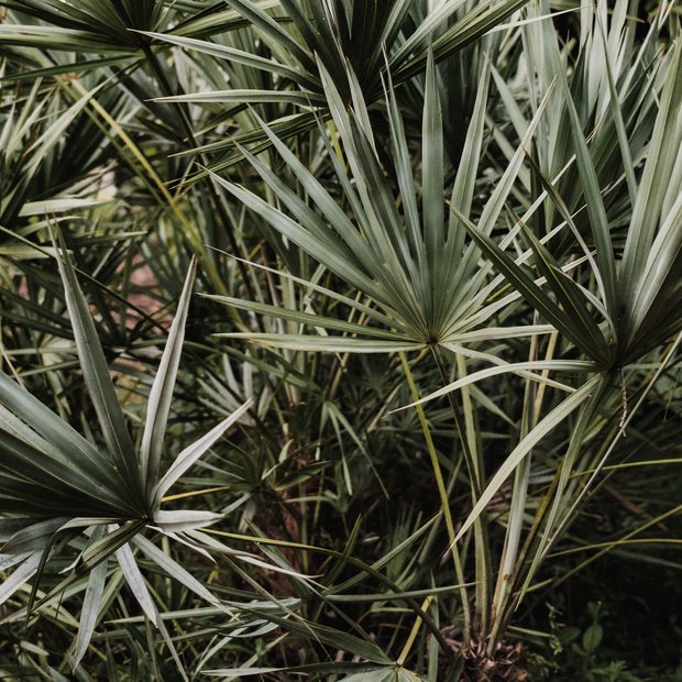Saw Palmetto berries